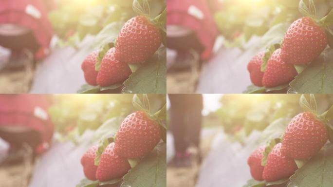 农场里有新鲜的草莓。左边的人。用小剪刀和塑料筐采摘水果。水果在右边。有阳光。重点放在前面。