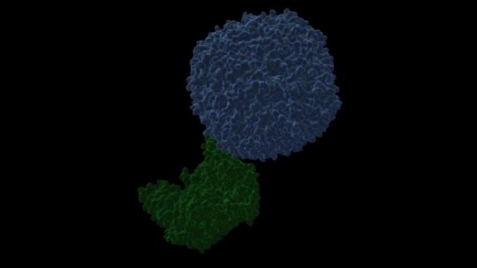 人转铁蛋白受体1 (绿色)-H-铁蛋白 (蓝色) 复合物的结构