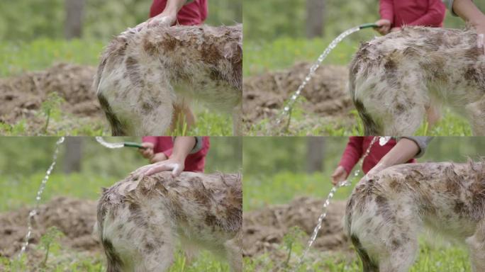 狗洗澡-哈士奇和牧羊犬的混合物被擦洗，孩子走过，慢动作