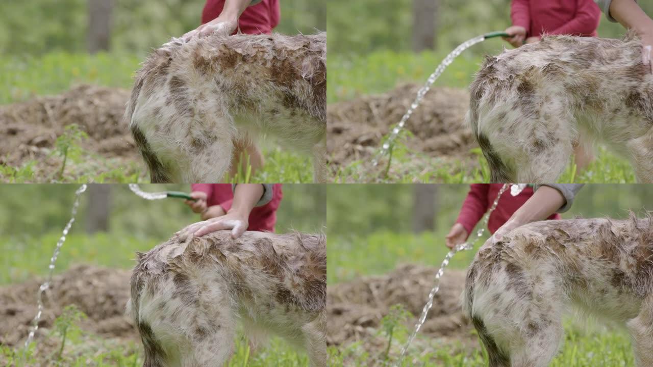 狗洗澡-哈士奇和牧羊犬的混合物被擦洗，孩子走过，慢动作