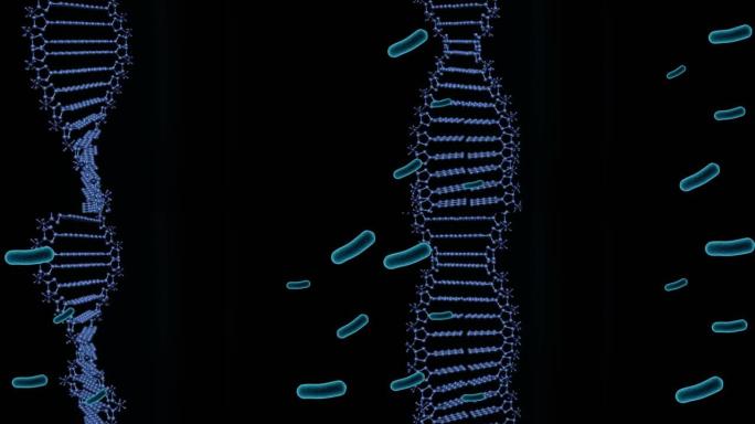 黑色背景上dna链上细胞的动画