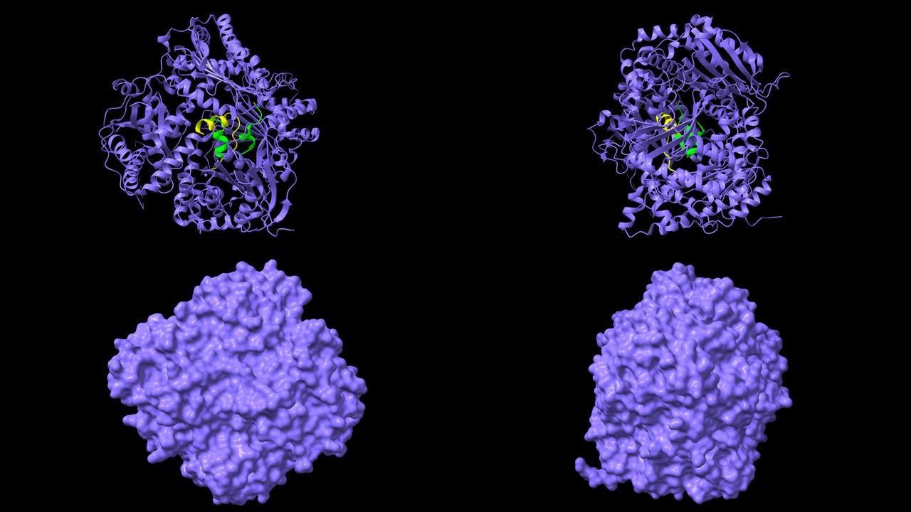 与胰岛素 (绿色-黄色) 复合的人胰岛素降解酶 (蓝色) 的结构