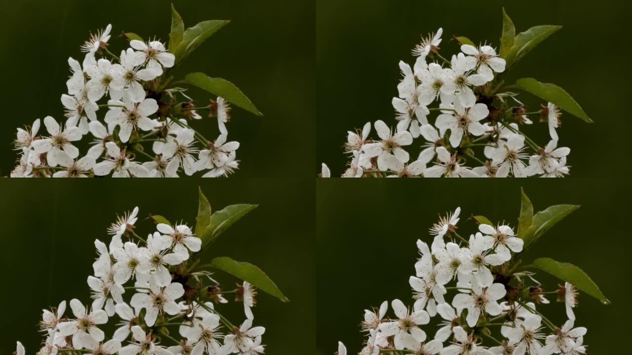 夜雨中的樱花花束-012