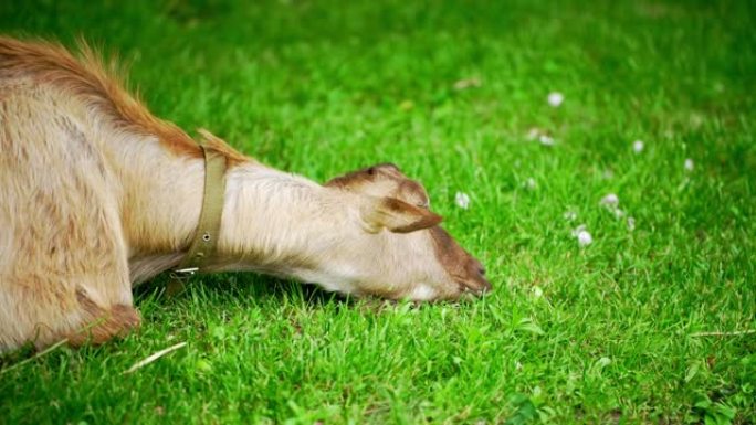 山羊正在草坪上咀嚼着绿草。一只驯养的奶牛正在农场休息