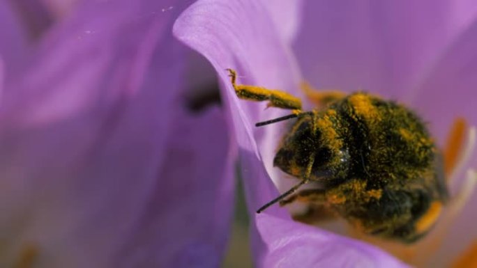 大黄蜂从蓝色的秋花中收集花粉。昆虫在网上缠结了。