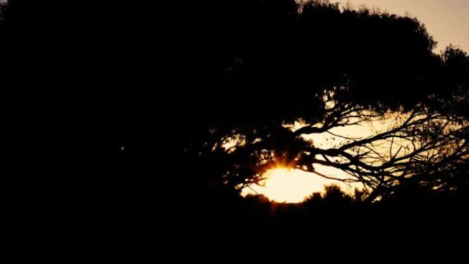 日出时被风吹过的桉树剪影，在摩洛哥的Essaouira。