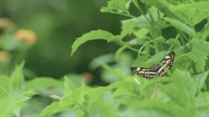 Neptis Hylas蝴蝶在植物上休息时会打开并关闭翅膀。软焦点背景