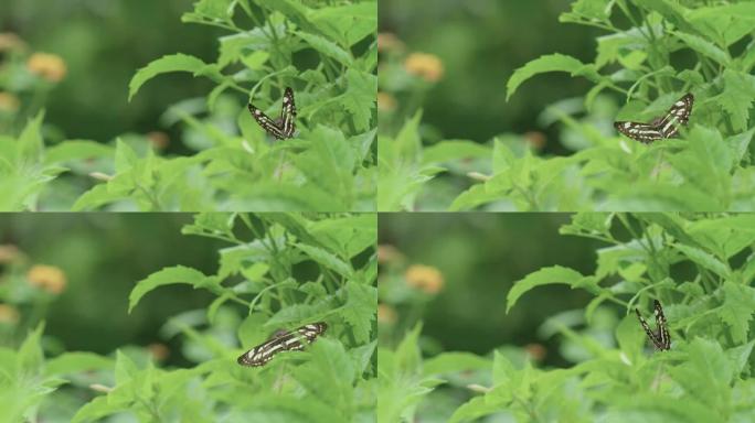 Neptis Hylas蝴蝶在植物上休息时会打开并关闭翅膀。软焦点背景