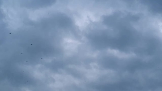 在傍晚的天空中飞行的海鸥