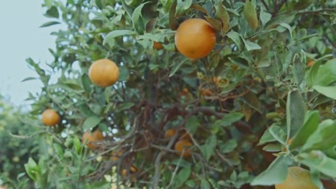 橙色花园里的树上成熟的橙色水果