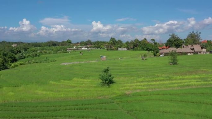 晴天巴厘岛著名稻田航空全景4k印度尼西亚