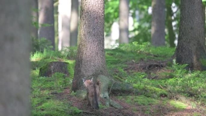 在美国森林中与年轻的美洲狮 (Puma concolor) 相遇。一只很小但非常危险的野兽。