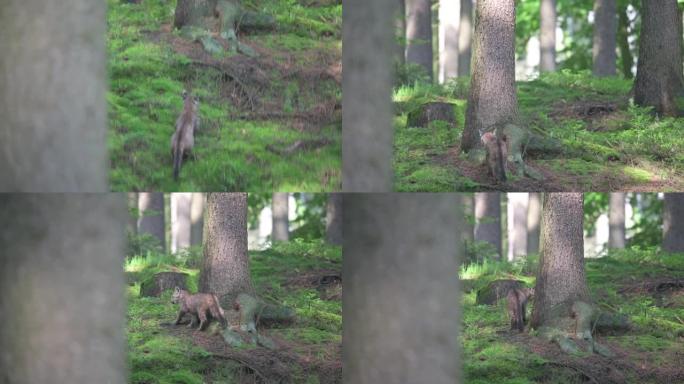 在美国森林中与年轻的美洲狮 (Puma concolor) 相遇。一只很小但非常危险的野兽。