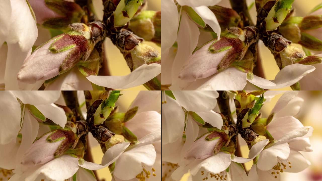 杏仁花盛开在黄色背景下的4k视频中。缩小春天梅花的视频。