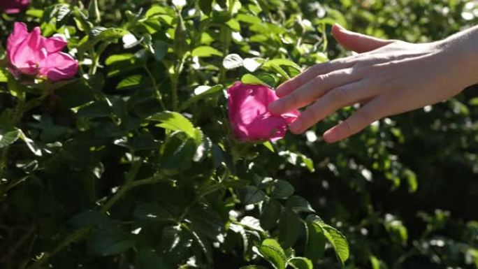 妇女的手触摸开花的玫瑰果灌木丛上的粉红色花朵