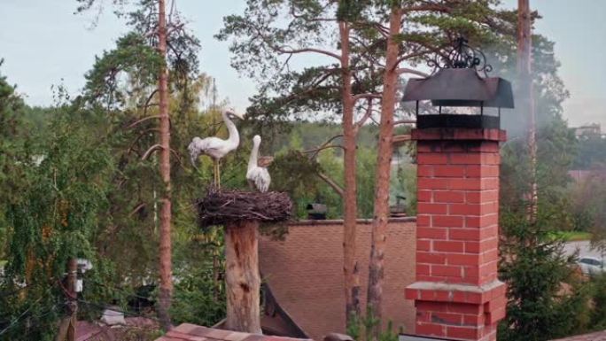 一座红砖小屋的烟囱里冒烟，鸟巢里有一只鹳。视频。被绿树环绕的房屋