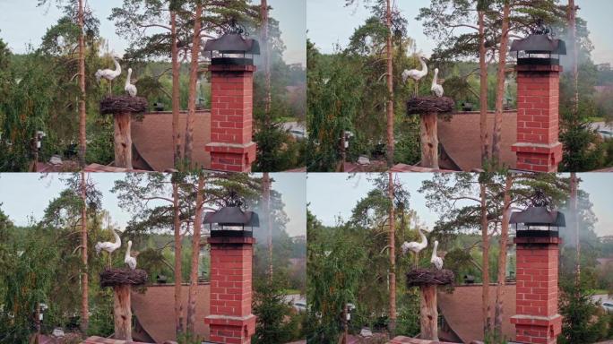 一座红砖小屋的烟囱里冒烟，鸟巢里有一只鹳。视频。被绿树环绕的房屋