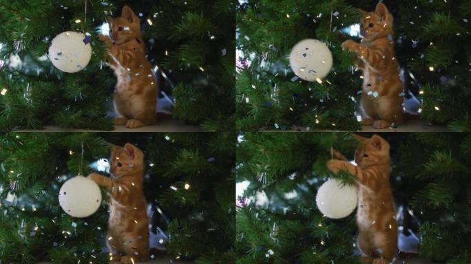 五彩纸屑掉落在小猫身上的动画在圣诞树上玩白色小玩意