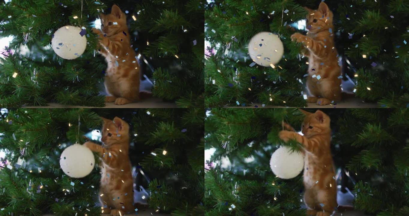 五彩纸屑掉落在小猫身上的动画在圣诞树上玩白色小玩意