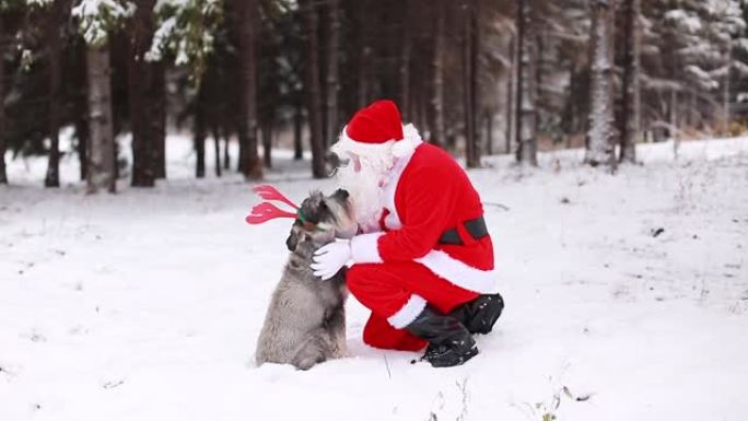 圣诞老人与雪纳瑞犬