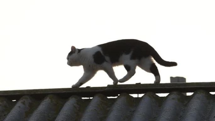 清晨，猫在屋顶上行走