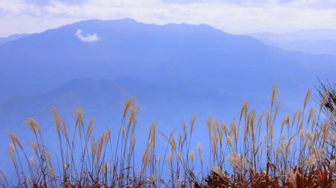 远山上的芒草和远处的山脉