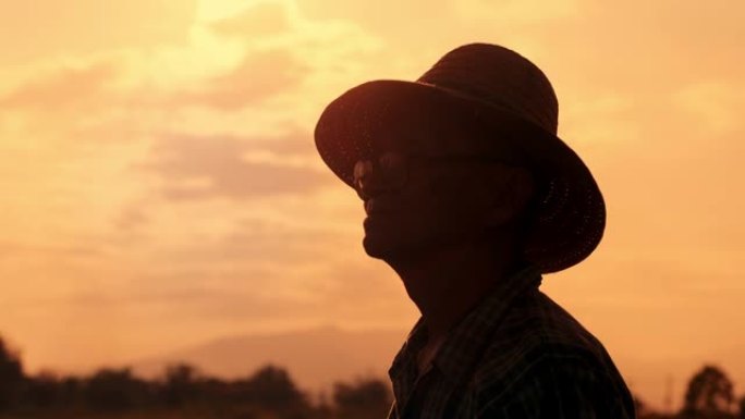 日落时站在稻田里检查作物的高级农民的剪影。