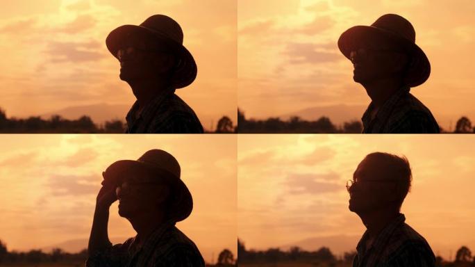 日落时站在稻田里检查作物的高级农民的剪影。
