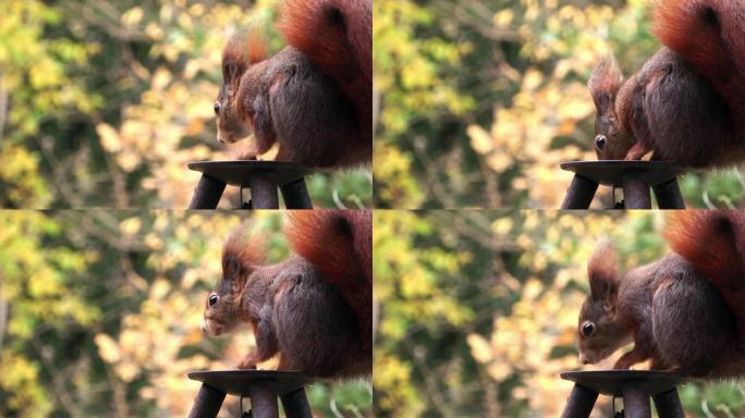 欧亚红松鼠，Sciurus vulgaris，坐在黑铁食盆里，啃食