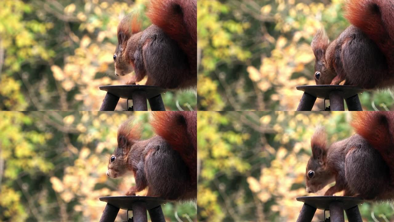 欧亚红松鼠，Sciurus vulgaris，坐在黑铁食盆里，啃食