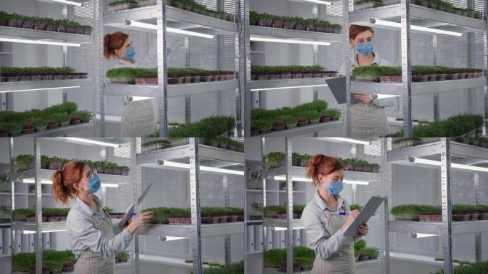 戴着医用口罩和眼镜的年轻女商人在现代温室的架子上检查带有微绿蔬菜的容器，微笑着看着相机