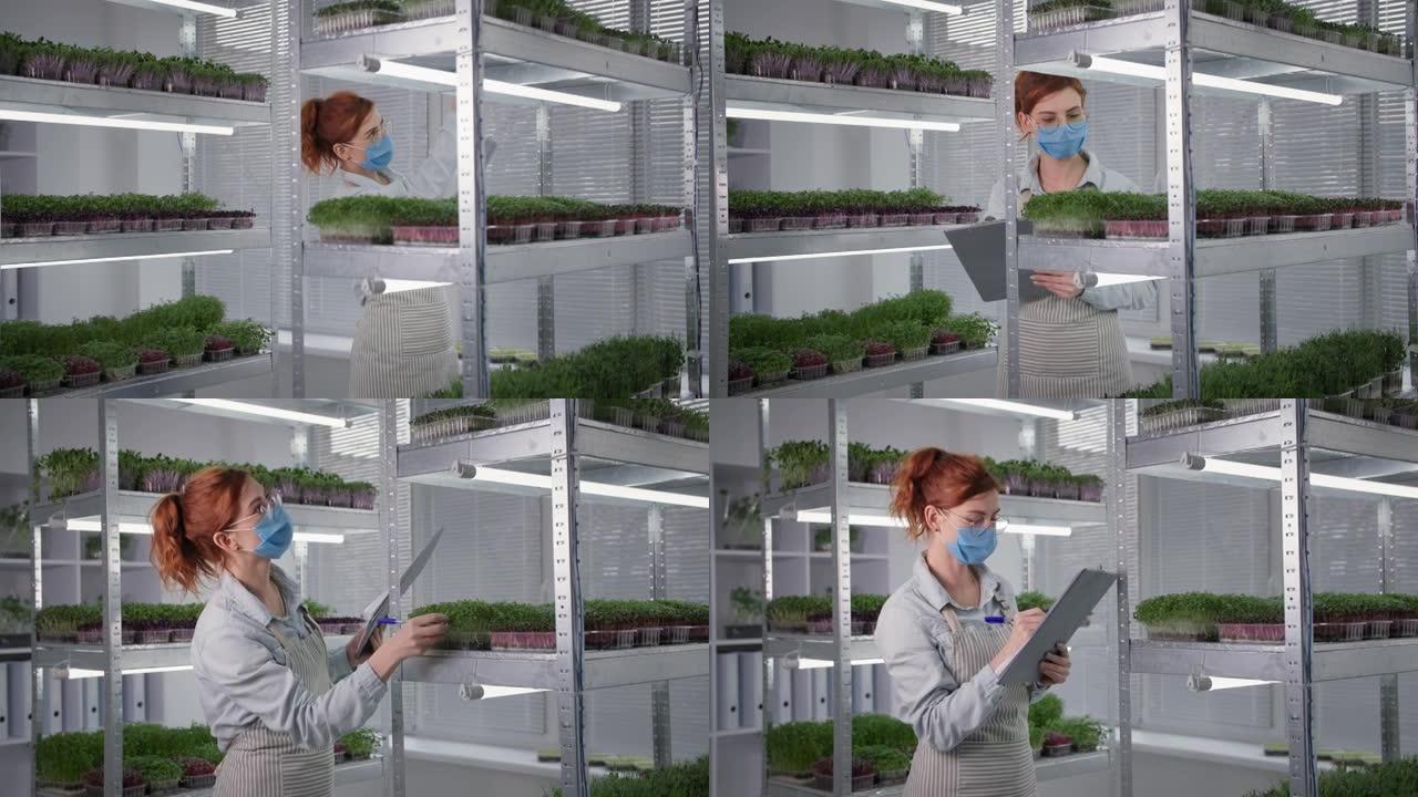 戴着医用口罩和眼镜的年轻女商人在现代温室的架子上检查带有微绿蔬菜的容器，微笑着看着相机