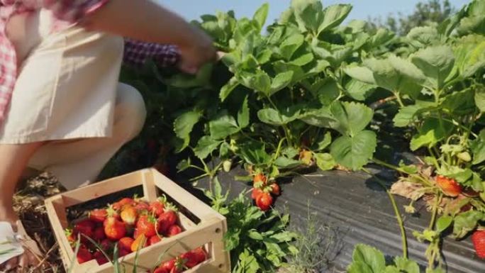 女人在田间收获红色草莓，特写镜头