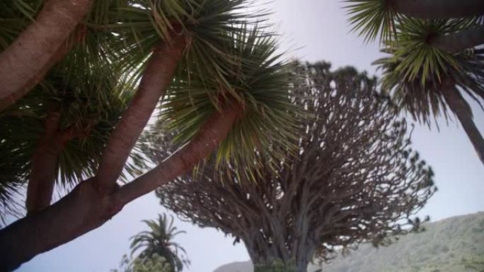 加那利群岛特内里费岛德拉戈公园的龙树