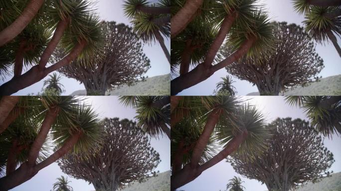 加那利群岛特内里费岛德拉戈公园的龙树