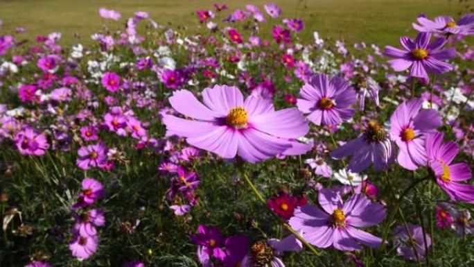 上海滨江森林公园刮风晴天美丽的Cosmos bipinnata (coreopsis) 花田，4k慢