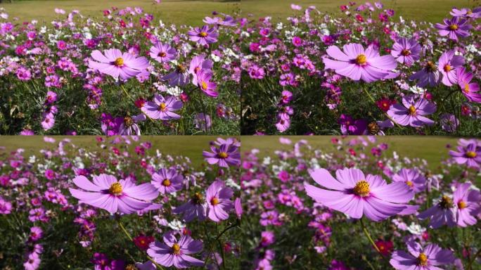 上海滨江森林公园刮风晴天美丽的Cosmos bipinnata (coreopsis) 花田，4k慢