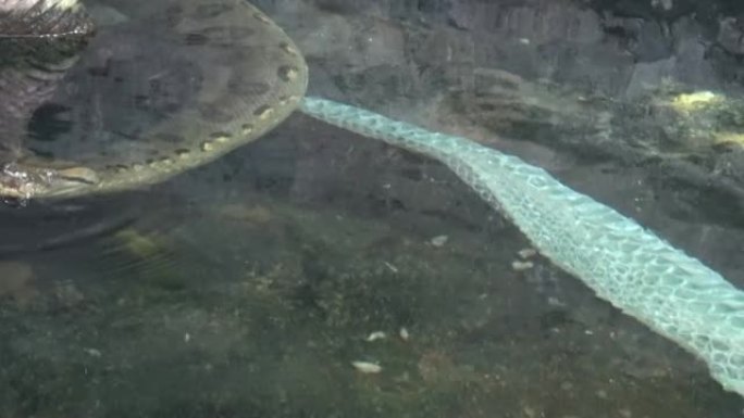 水中的蟒蛇 (Eunectes murinus) 老掉了蛇皮。