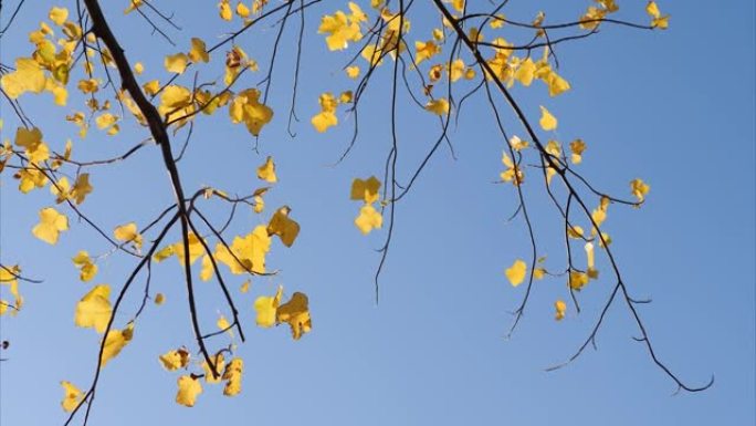 五颜六色的秋叶在树上，蓝天背景在风中，鹅掌郁金香树，叶子看起来像布或鹅脚，4k实时镜头，放大和旋转效