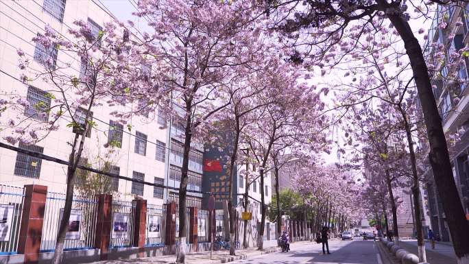 城市街道紫色泡桐花春天景色素材