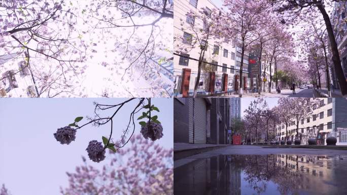 城市街道紫色泡桐花春天景色素材