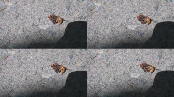 一只亚洲大黄蜂