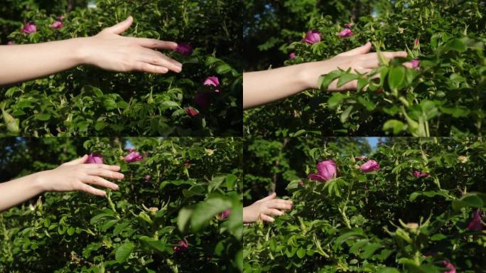 女人的手触摸着开花的粉红色玫瑰果