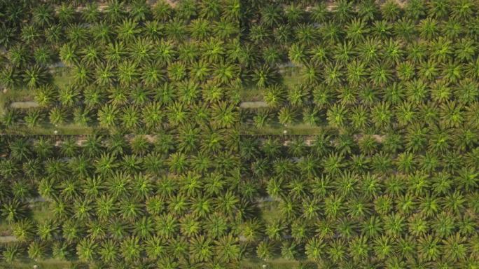 棕榈油种植园从无人机的高角度风景。就产量能力而言，油棕是最好的油料作物。