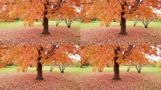 手持摇摄从左至右拍摄一棵大型糖枫树，其峰顶五颜六色的秋天叶子，红色，橙色和黄色的叶子开始堆积在地面上