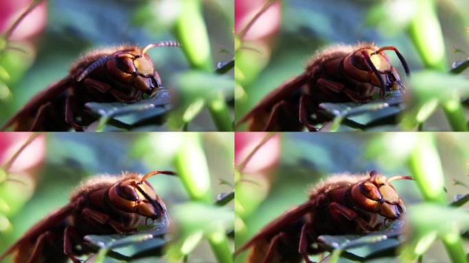 黄蜂从花中收集花蜜。一只黄蜂坐在花园里的一朵玫瑰上。维皮科。维皮那科。黄蜂子宫。花园里的昆虫。Pol