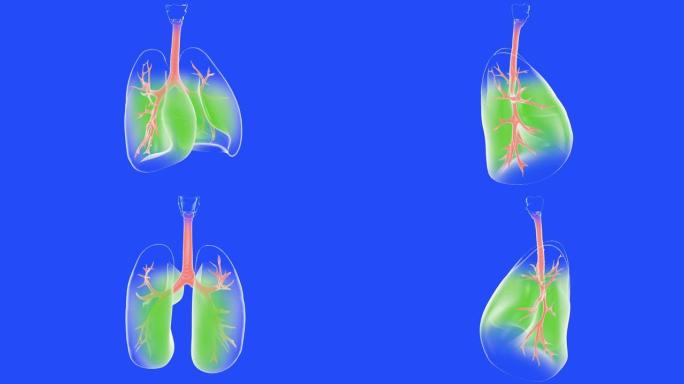 肺部旋转的解剖3d动画。
