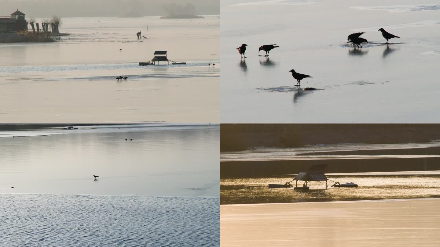 湖面乌鸦和野鸭子觅食日落风光合集
