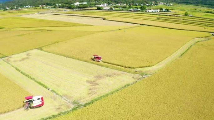 秋季成熟稻田和联合收割机的鸟瞰图