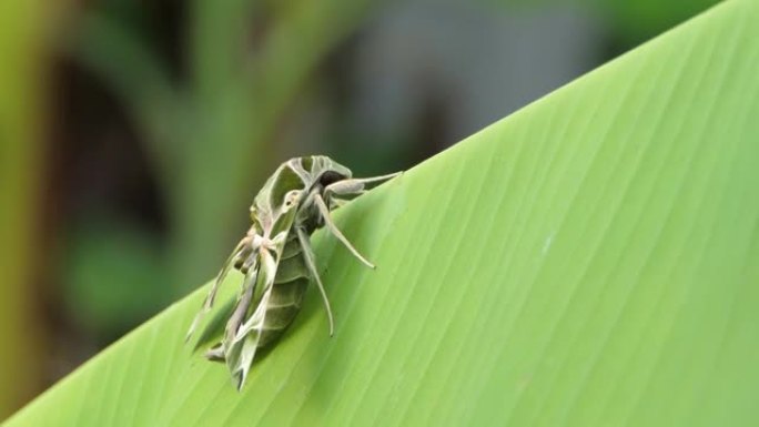 夹竹桃鹰蛾栖息在香蕉叶上。